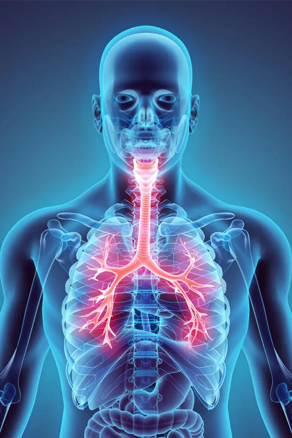 Asthma-Treatment 3D illustration of a human body x-ray with the respiratory system highlighted. Get treatment for asthma from Dr. Donna Diamond in Louisville/Boulder.