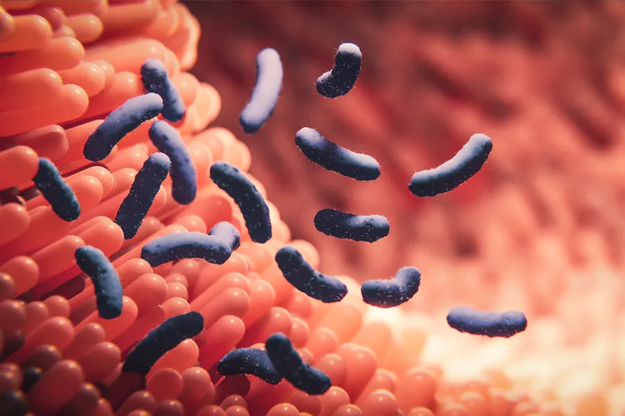 Dysbiosis-Clinic 3D illustration of bacteria in the gut. Schedule dysbiosis treatment from Dr. Donna Diamond in Louisville/Boulder.